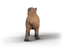 CAPIBARA