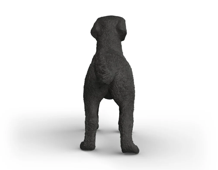 LABRADOR RETRIEVER HEMBRA NEGRA