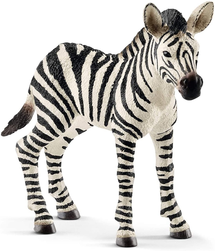 CRIA DE CEBRA