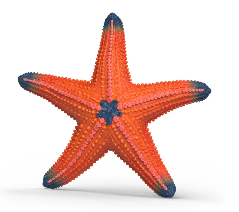 ESTRELLA DE MAR CAMBIO DE COLOR
