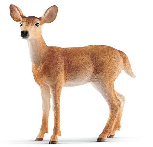 [66914819] CIERVO COLA BLANCA HEMBRA