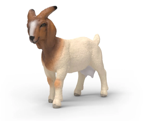 [66914929] CABRA BOER