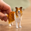 COLLIE