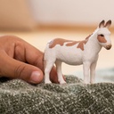 BURRO AMERICANO MOTEADO
