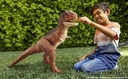 J.W.CARNOTAURUS SUPER COLOSAL