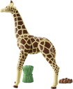 JIRAFA