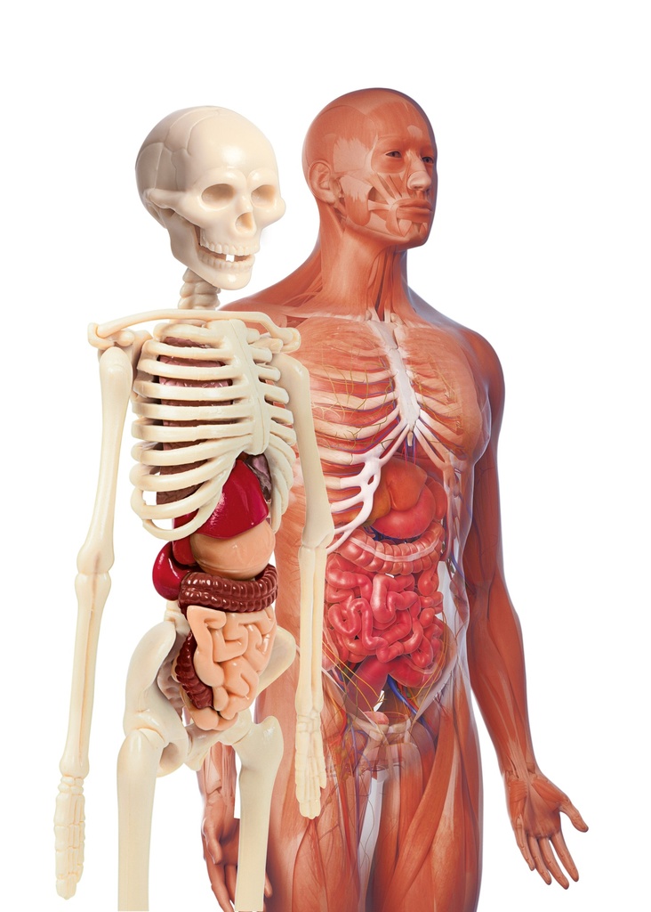 LABORATORIO ANATOMIA