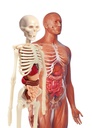 LABORATORIO ANATOMIA