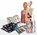LABORATORIO ANATOMIA