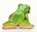 RANA ARBORICOLA EUROPEA