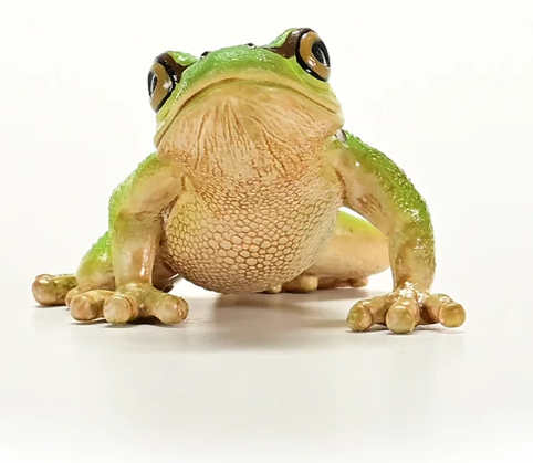 RANA ARBORICOLA EUROPEA