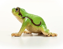 RANA ARBORICOLA EUROPEA