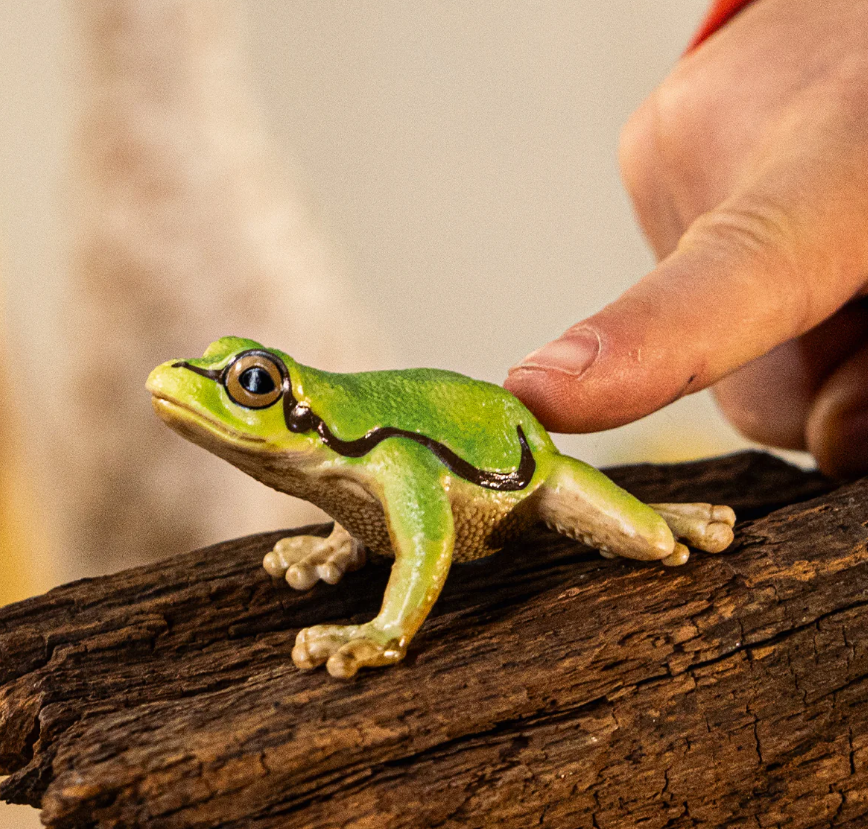 RANA ARBORICOLA EUROPEA