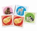 MEMO POCKET-BABY ANIMALS