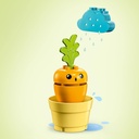 PLANTA DE ZANAHORIA