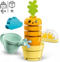 PLANTA DE ZANAHORIA