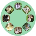 PROYECTOR ANIMALITOS BEBES