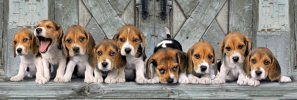 PUZ.1000 BEAGLES-PANORAMA