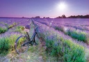 PUZ.1000 BICICLETA CAMPO LAVANDA