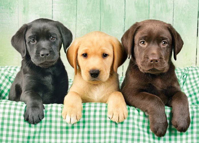 PUZ.1000 LOS TRES LABRADORES