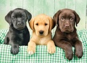 PUZ.1000 LOS TRES LABRADORES