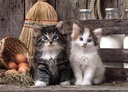 PUZ.1000 LOVELY KITTENS