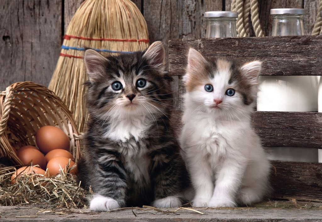 PUZ.1000 LOVELY KITTENS