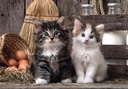 PUZ.1000 LOVELY KITTENS