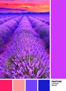 PUZ.1000 PANTONE-VIOLETA