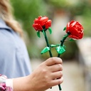 ROSAS