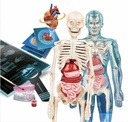 SUPERANATOMIA