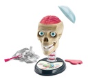 ANATOMIA FUERA DE CABEZA