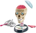 ANATOMIA FUERA DE CABEZA