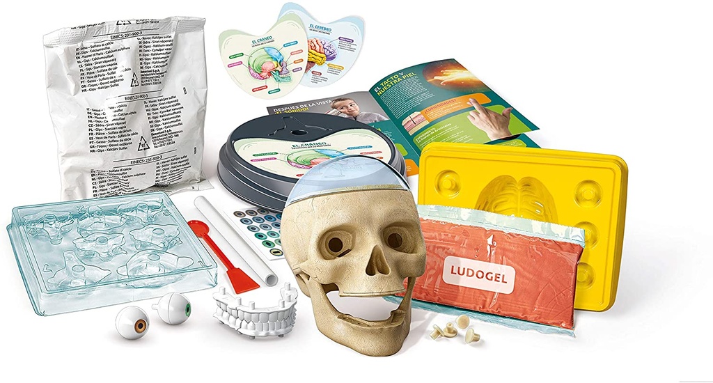ANATOMIA FUERA DE CABEZA