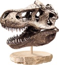 ARQUEOJUGANDO CRANEO T-REX