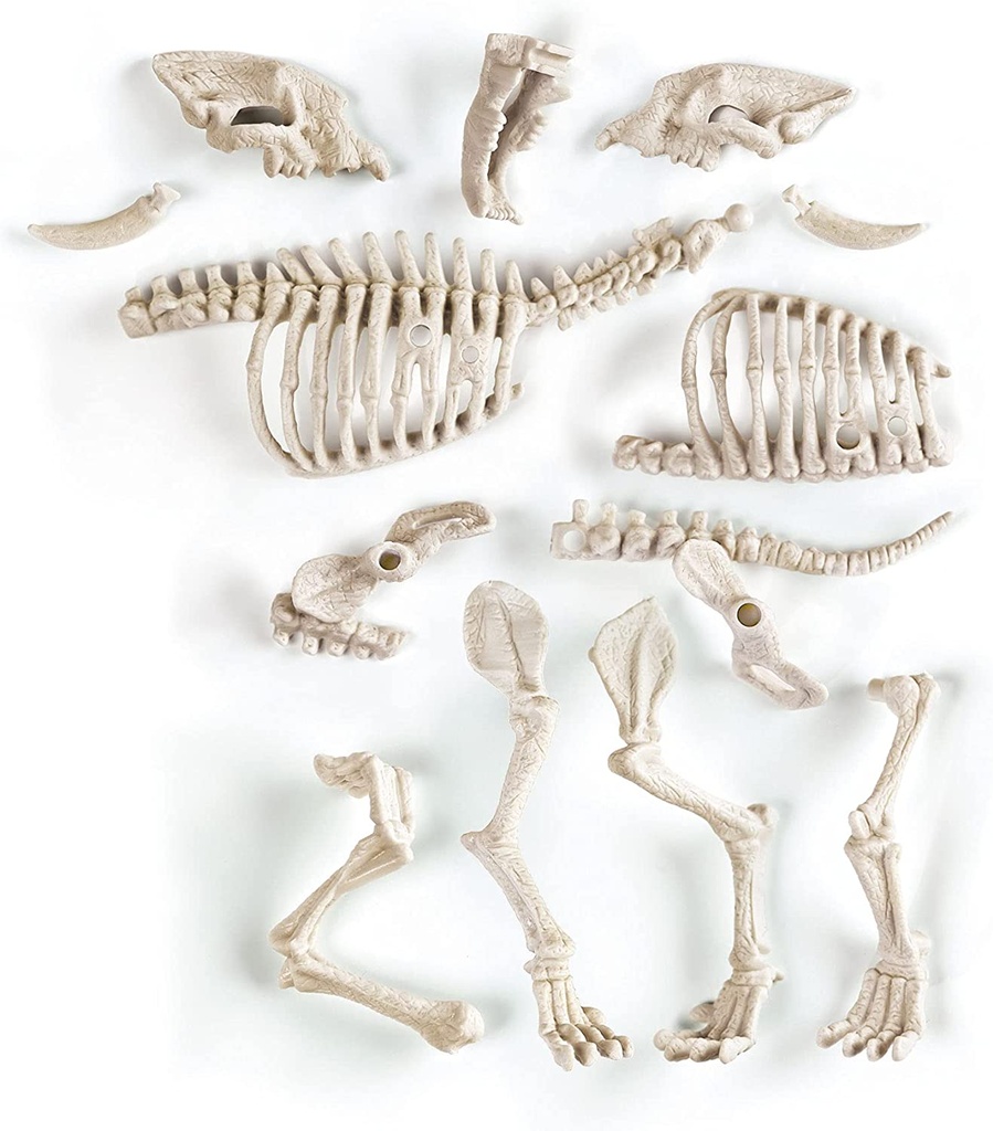 ARQUEOJUGANDO SMILODON FLUOR.