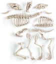 ARQUEOJUGANDO SMILODON FLUOR.