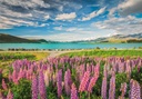 PUZ.1500 LUPINOS LAGO TEKAPO