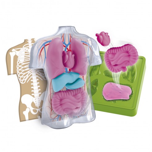 ANATOMIA SQUISHY ORGANS