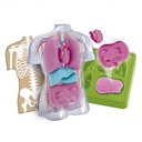 ANATOMIA SQUISHY ORGANS