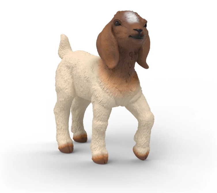 CABRITO BOER