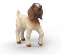 CABRITO BOER