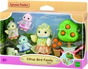 FAMILIA PAJARO CITRICO