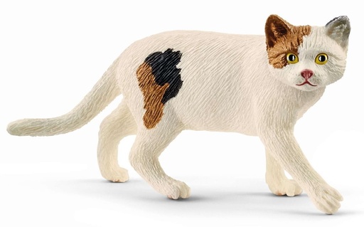 [66913894] GATO PELO CORTO AMERICANO