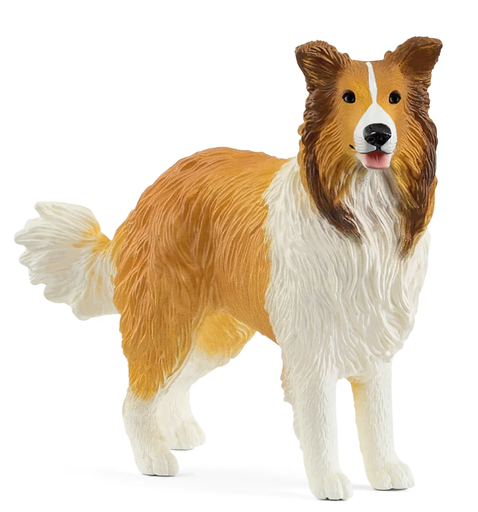 [66913998] COLLIE