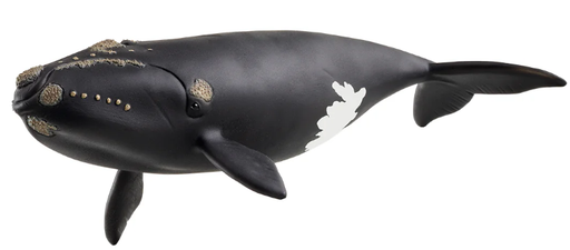 [66914878] BALLENA FRANCA GLACIAL