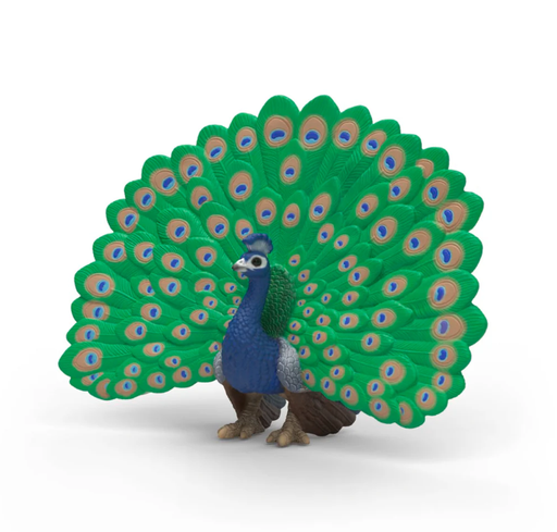 [66914926] PAVO REAL